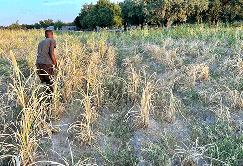 Northern farmers fear drought