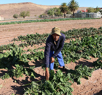 Green scheme battles baboons, market challenges