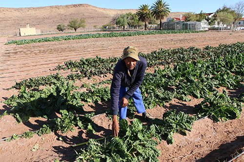 Green scheme battles baboons, market challenges