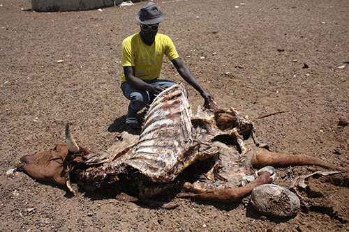 Govt rolls out drought relief efforts