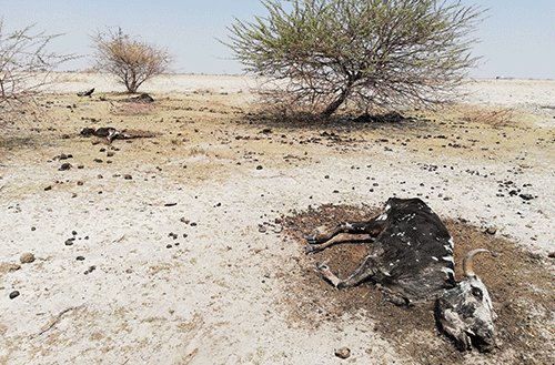 Nust, partners dig into climate change awareness…as Namibia heats up