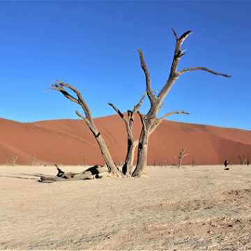 dunes NWR, Shifeta negotiate train concession