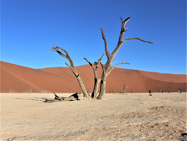 Shifeta cancels pay-to-use desert road