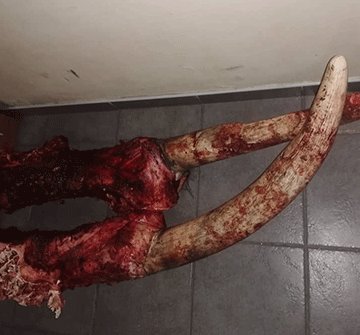 Elephant poached in Kavango West