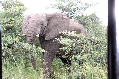 Thirsty jumbos terrorise Sibbinda farmers