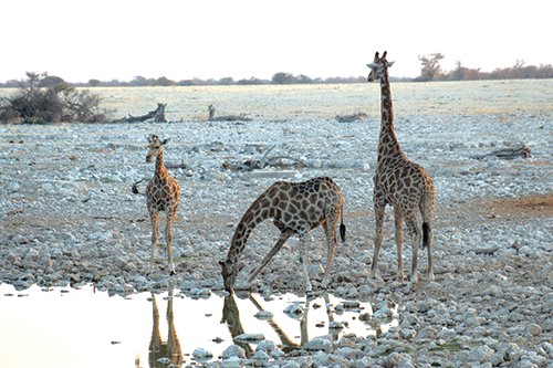 LLF signs agreement with WWF and IRDNC