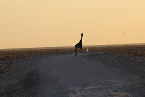 Govt invests N$136m in Etosha roads