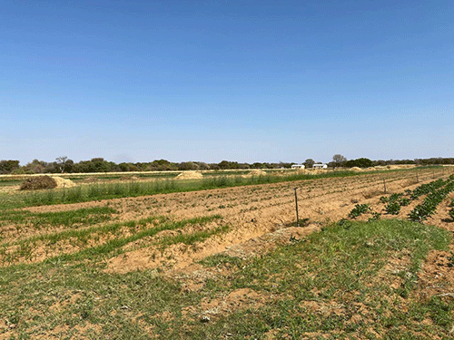 Etunda irrigation sinks…small-scale farmers struggle to make ends meet