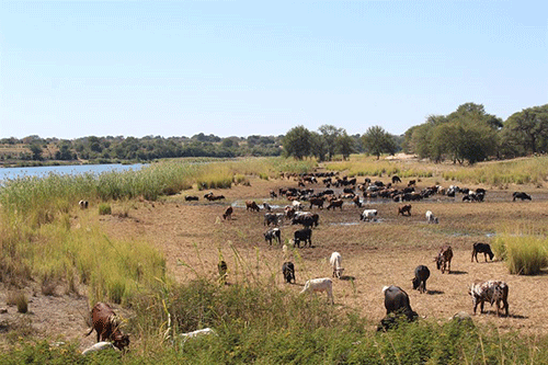 Namibia suspends cattle exports to South Africa