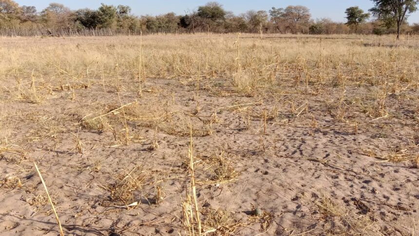 farmers 1 Resettled farmers risk losing land