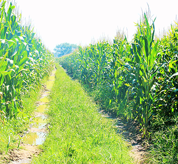 farmers 1 Zambezi producers’ battle over N$700 000 drags on