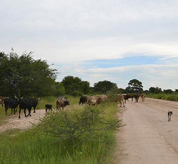 farmers Zambezi farmers sell beef under trees