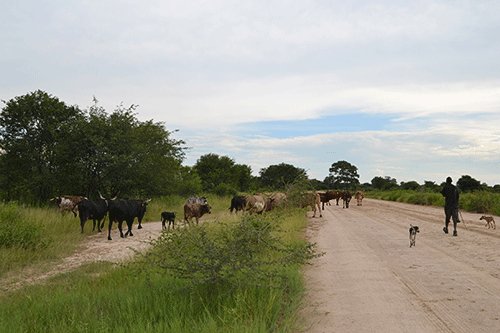Zambezi farmers sell beef under trees