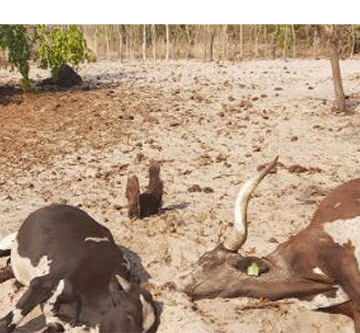 farmers 3 Aanafalama ya gandja uusama kuNamWater sho iimuna yawo ya si ke nota