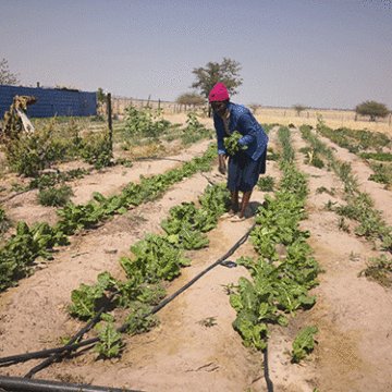 farming Shanakulya oshanakulonga… Nkene iikunino tayi kandula po oluhepo nondjala moshigwana