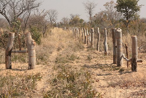 Illegal fencing continues unabated
