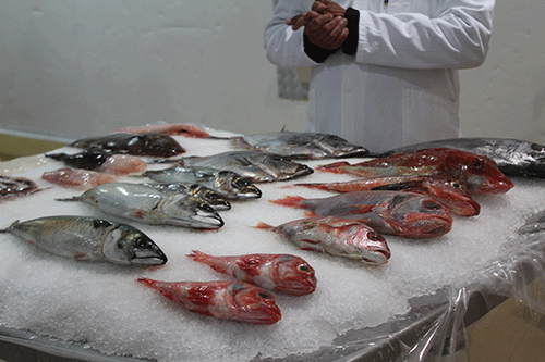 Some fish stocks in precarious state