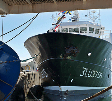 Fishcor clarifies horse mackerel quota deal