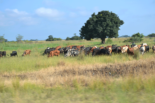 FMD restrictions lifted in Zambezi