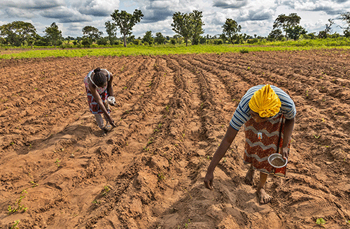 fnb agri Agriculture – Southern farmers relentless in fight against locusts