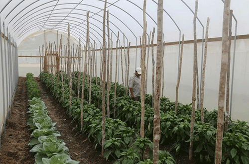 food High prices hinder food security