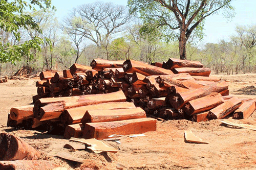 ‘Unsustainable’ logging worries Shifeta