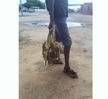 frogs 3 Efundja brings frog festival