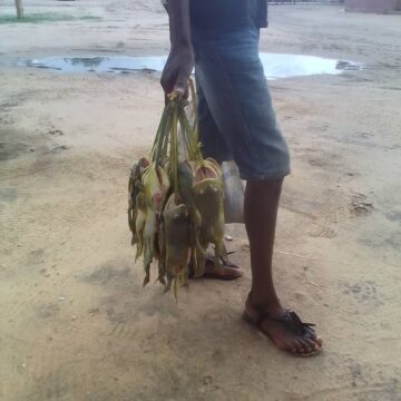 frogs season Omweelelo: otatu ilatha sigo omongolo