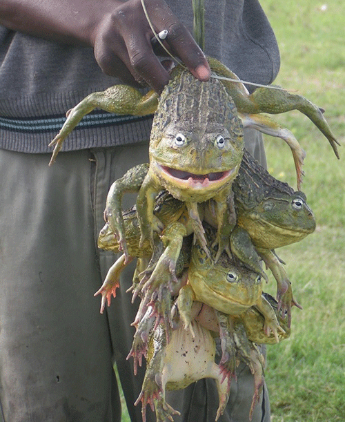 Omukaga gwa kandulwa po komafuma