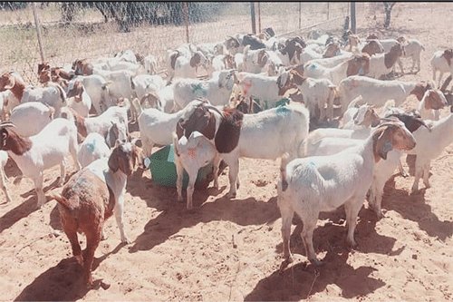 How to breed profitable goats