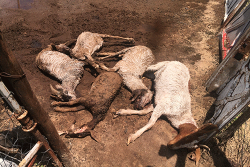 Mystery predator   kills goats