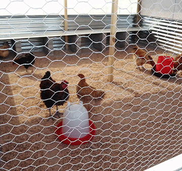 Hardap Correctional Facility launches poultry project