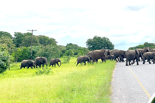 Botswana lobbies against  UK’s trophy hunting bill