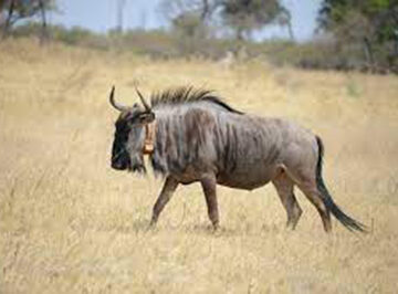 illegal hunting Gumwe a mangwa po sho a adhika nonyama yoshiyamakuti