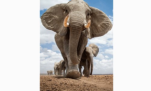 N$1 billion ivory stockpile setback… as Britain imposes fresh ban