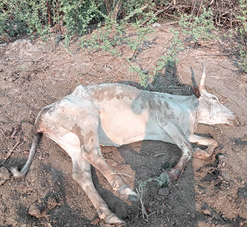 Kabbe South cattle hit by pasteurella 