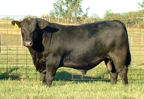 Bull fertility vital to herd’s profitability