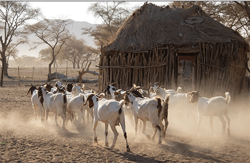 kunene Devastating drought grips Kunene … as farmers, IREMA fight on