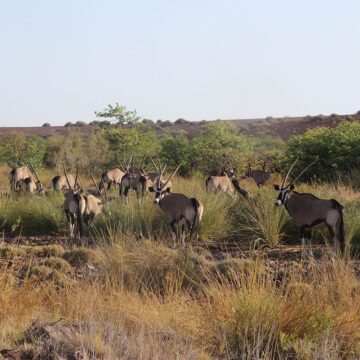 kunene 2 Uproar over planned Kunene people’s park