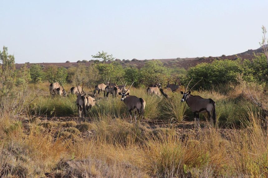 kunene 2 Uproar over planned Kunene people’s park