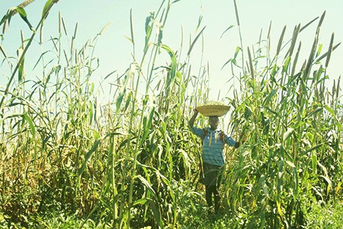 Utilising land effectively for agriculture