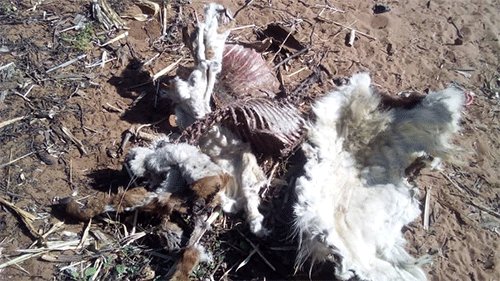 Lions cause havoc in Kavango East