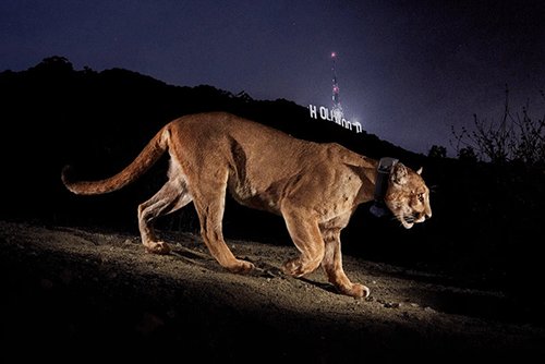MET puts down terrorising lion
