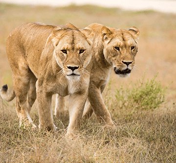 lions Uuministeli tau tsikile okugamena aantu niinamwenyo