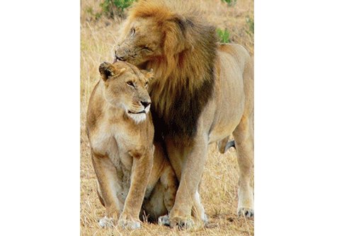 lions Escaped lion attacks Zambezi man