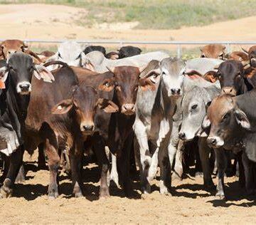 live stock 1 Oshana she lihanenwa koulunga woimuna