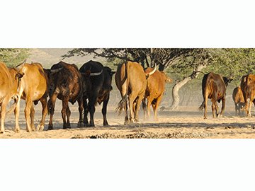 Otjozondjupa, Omaheke stock theft hotbeds    …750 cases reported countrywide in 10 months