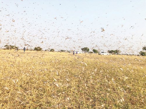Ministry readies to fight invading locusts 