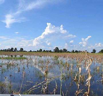 Maize meal smuggling booms in Zambezi