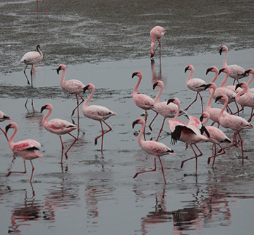 Walvis Bay to host first maritime festival